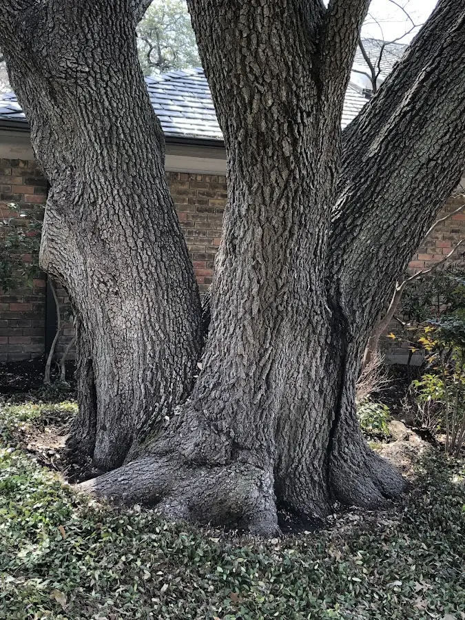 Mature heritage tree close to a Wilsons property cared for by certified arborists